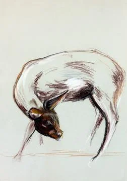 Doe drawing Stock Photos