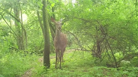 Doe during the day in the woods observing and eating leaves Stock Footage 267592489