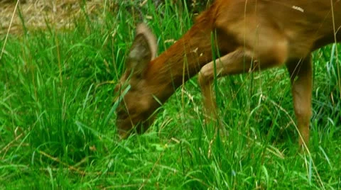 Doe eating grass 库存影片 20589226
