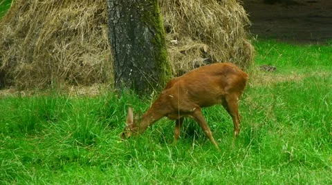 Doe eating grass Stock Footage 20589229
