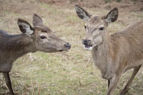 Doe eating Stock Photos