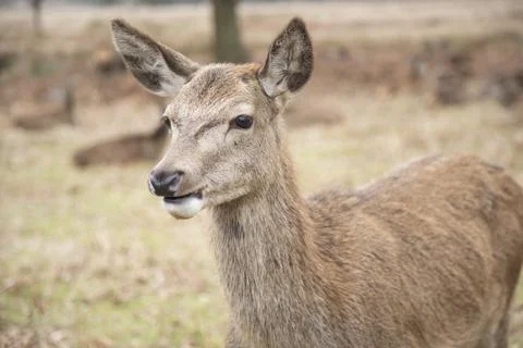 Doe eating Stock Photos
