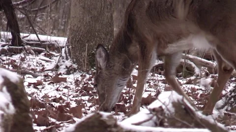 Doe eating in winter forest snow falling Stock Footage 60633882