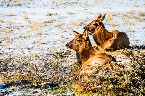 Doe Elk Stock Photos