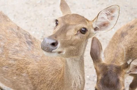 Doe eye Stock Photos
