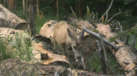 Doe feeding Stock Footage 836488