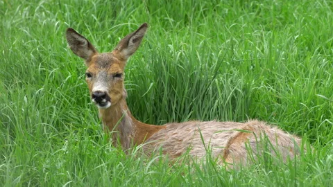 Doe 動画素材 111032179