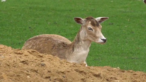 Doe Video stock 111034670