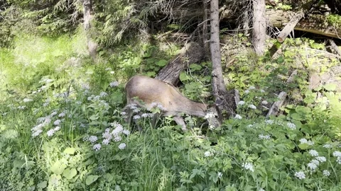 Doe Stock Footage 202352985