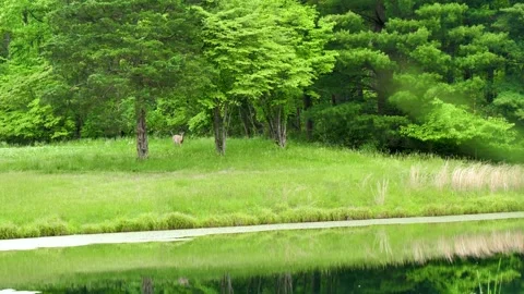 Doe Stock Footage 219825112