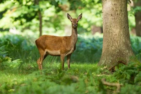 Doe in the forest Stock Photos