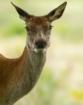 Doe in the forest Stock Photos