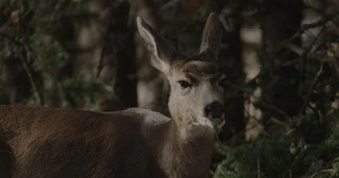 Doe Grazing on Branches Stock Footage 221390844