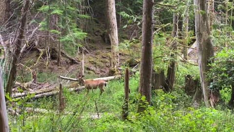 Doe grazing Stock Footage 137913594