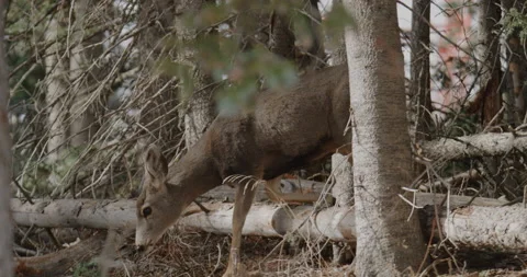 Doe Grazing in the Forest Stock Footage 221388918