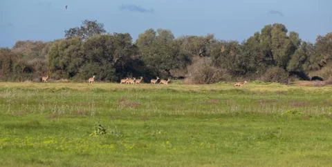 Doe group frightened Stock-Fotos