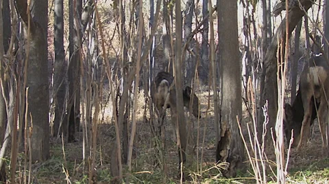 Doe Has Post Copulation Spasms After Mating--Reproductive Behavior Stock Footage 49676850