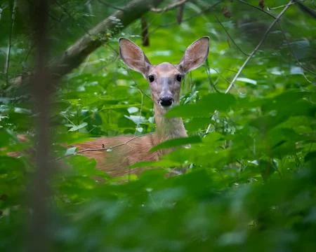 Doe Hiding Deep in the Forest Stock Photos