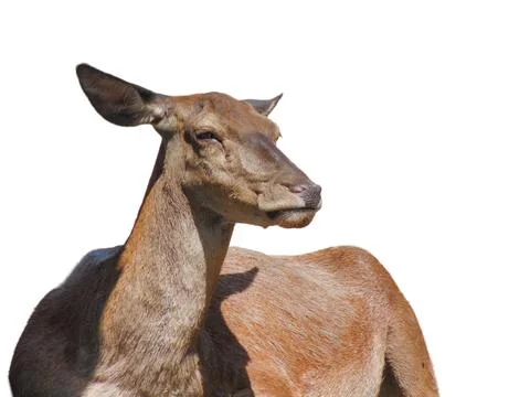 Doe isolated on white background Stock-Fotos