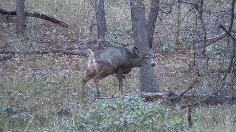Doe That Just Mated Has Post Coital Uterine Contractions Stock Footage 73420811