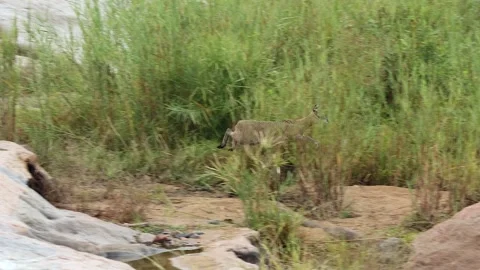 Doe Klipspringer antelope leaps off rock and bounds into tall grass Stock Footage 336540854