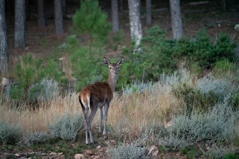 Doe looking back to the camera before hidding in the forest Stock Photos