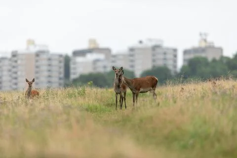 Doe in the meadow Foto stock