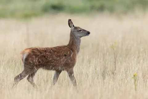 Doe in the meadow Stock Photos