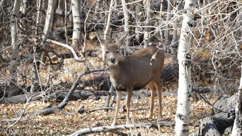 Doe Mule Deer Chewing Cud 4K Stock Footage 141404749