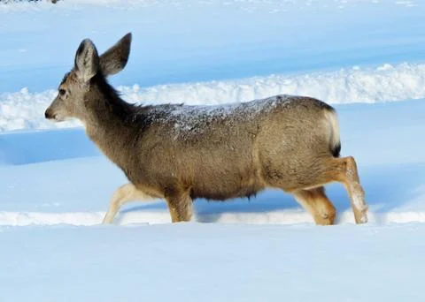 Doe Mule Deer Sauntering Through Midwinters Snow Stock Photos