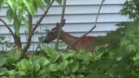 A doe in my front yard eats hosta while my cat watches from the driveway Stockbeeldmateriaal 77277103