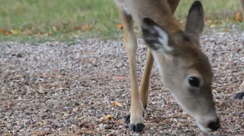 Doe nibbles along side of road then looks up Stock Footage 8850890