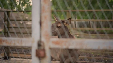 Doe observes through rusty mesh, Silent deer peers through aged metal grate Stock Footage 325088059