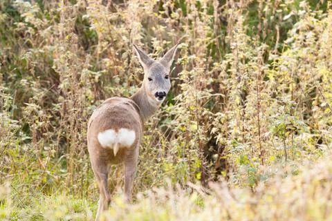 Doe Stock Photos