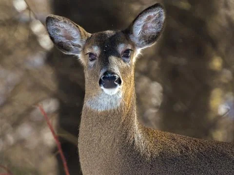 Doe Portrait Stock Photos