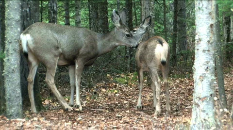 Doe resting Stock Footage 86591