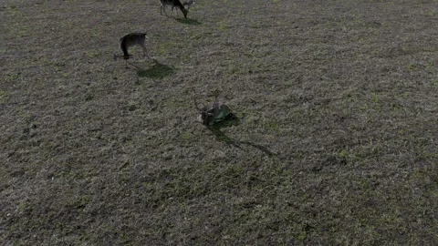 The doe is resting in the sunlight Stock Footage 301395022