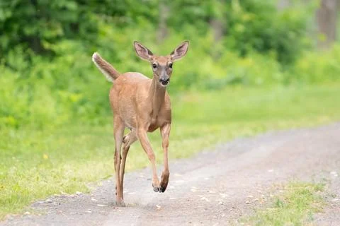 Doe Running Down an Old Railroad Bed Stock Photos