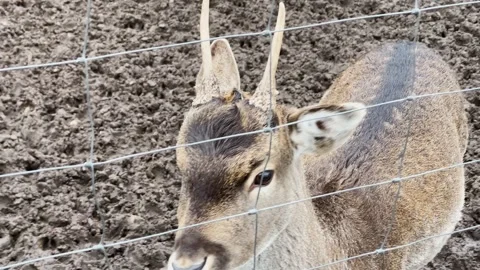 A doe sits in a cage at the zoo Video stock 329092087