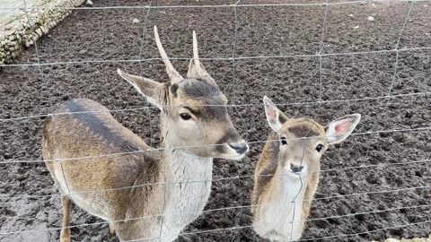 A doe sits in a cage at the zoo Stock Footage 329092092