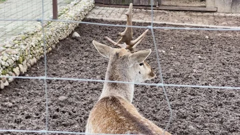 A doe sits in a cage at the zoo Stock Footage 329092102