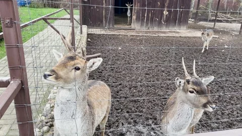 A doe sits in a cage at the zoo Stock Footage 329092105