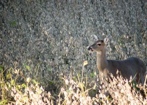Doe in the soybeans Stock Photos
