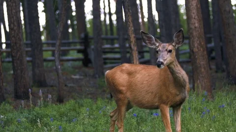 Doe Standing in a Clearing 1 (Close up). 動画素材 82978881