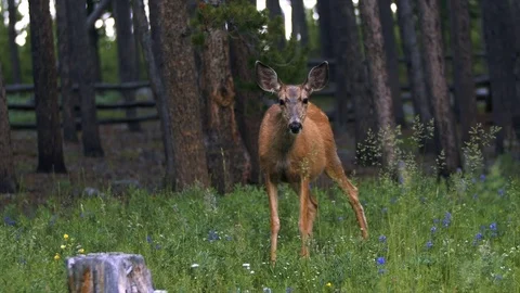 Doe Standing in a Clearing 2 (Close up). 動画素材 82979072
