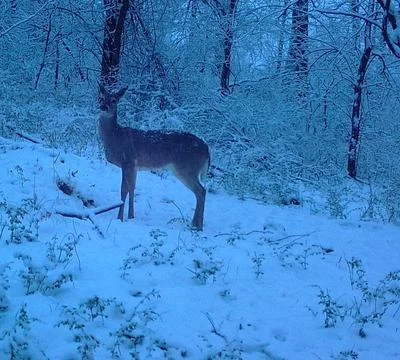 Doe standing in the snow Stock Photos