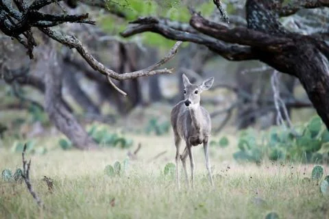 Doe in the Trees Stock Photos