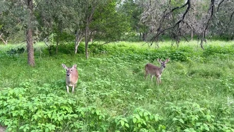 Doe two Deer Video stock 250461369