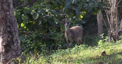 A doe walking at the edge of the forest Stock Footage 160501054
