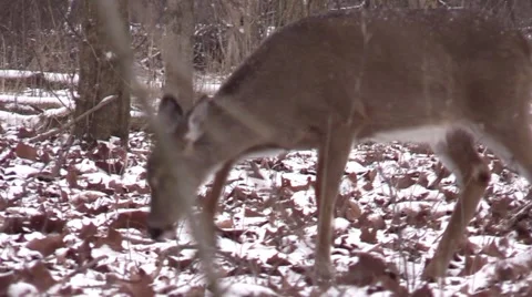 Doe walking in winter forest Stock Footage 61284057